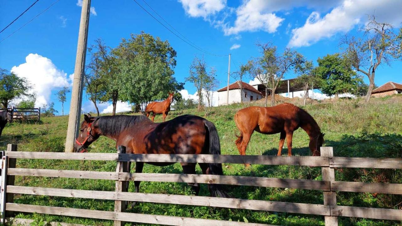 Poljoprivredno Turisticko Domacinstvo Deguric Apartamento Valjevo Exterior foto